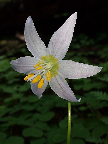 File:Erythronium quinaultense.jpg