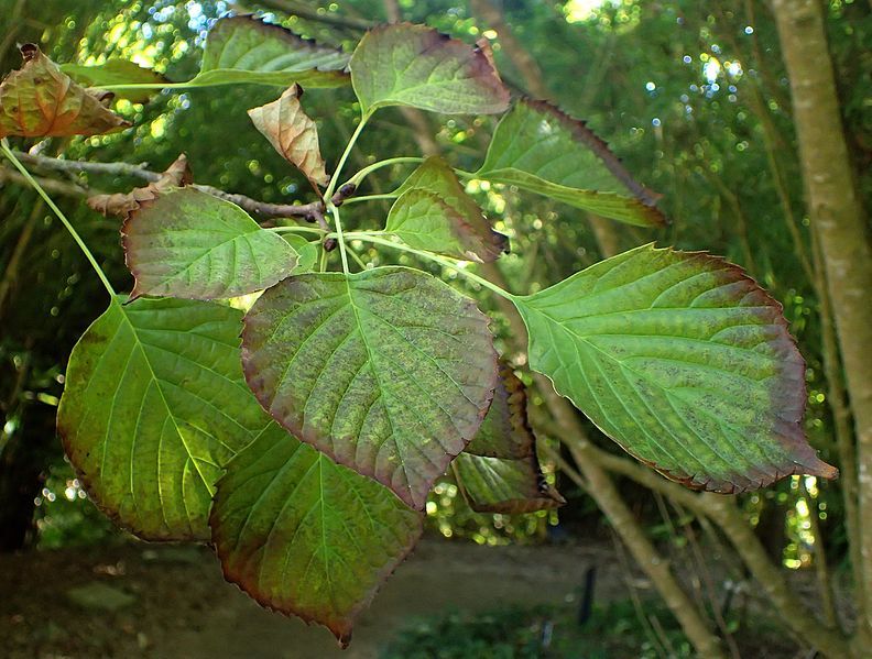 File:Euptelea polyandra kz1.jpg