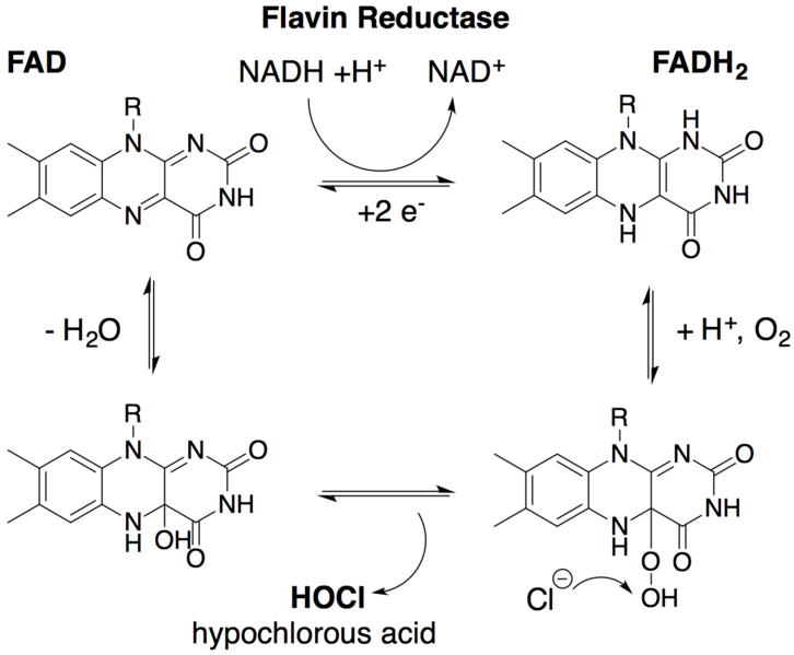 File:FAD mechanism.png