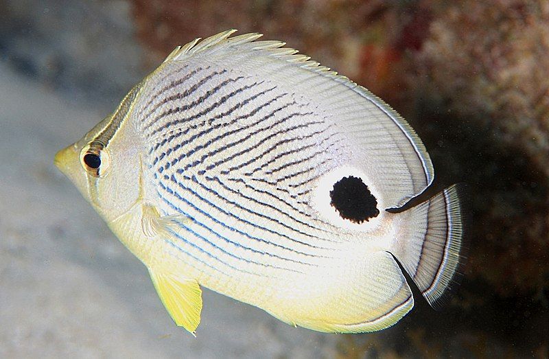 File:Four-Eye Butterflyfish (8422762054).jpg