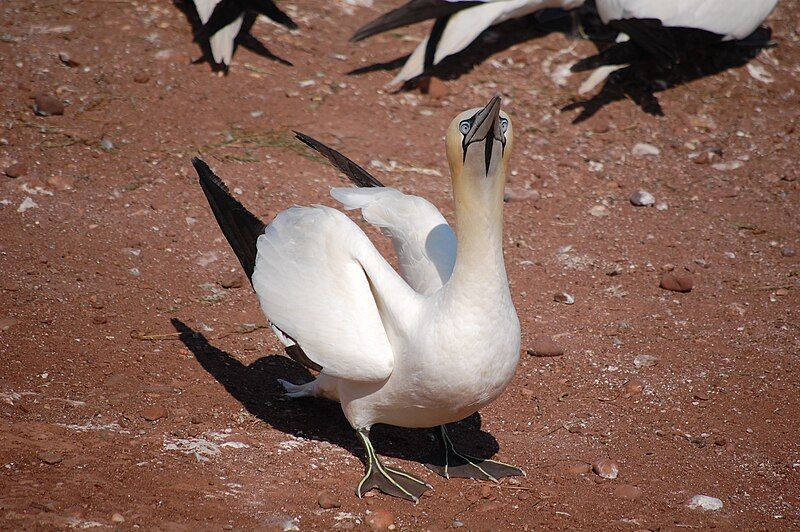 File:Gannet up close.jpg