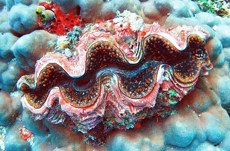 File:GiantClam1.JPG