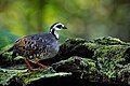 Grey-breasted partridge