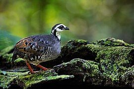 Gray-breasted Partridge 0A2A3088