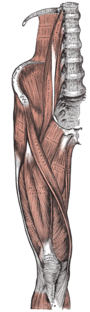 Vastus lateralis