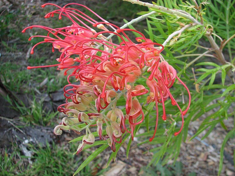 File:Grevillea 'Ned Kelly'.jpg