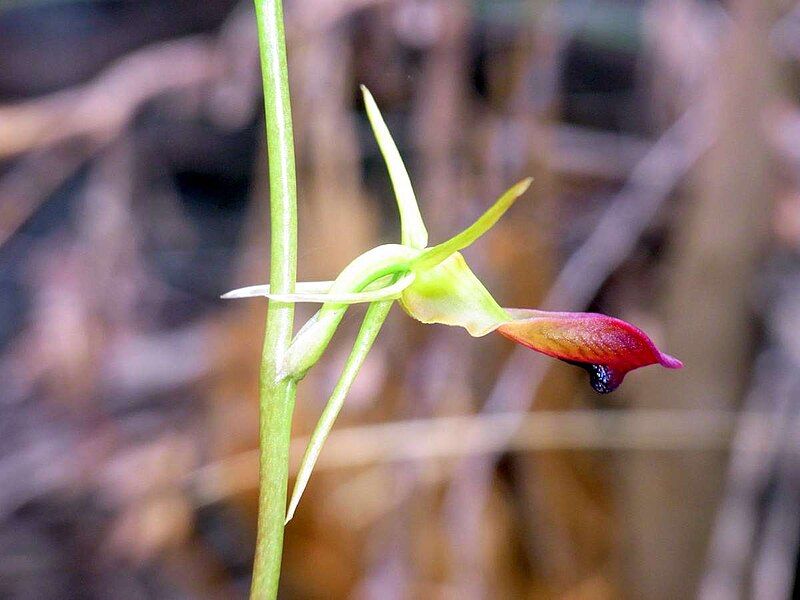 File:Ground Orchid wallaroo2.JPG