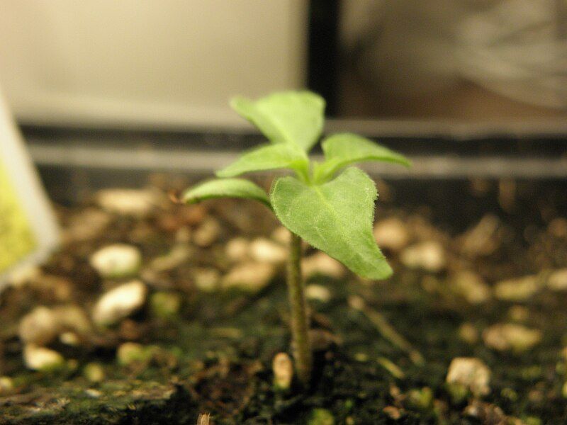 File:HabaneroSeedling.JPG