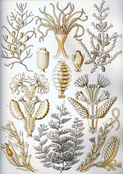 File:Haeckel Sertulariae.jpg