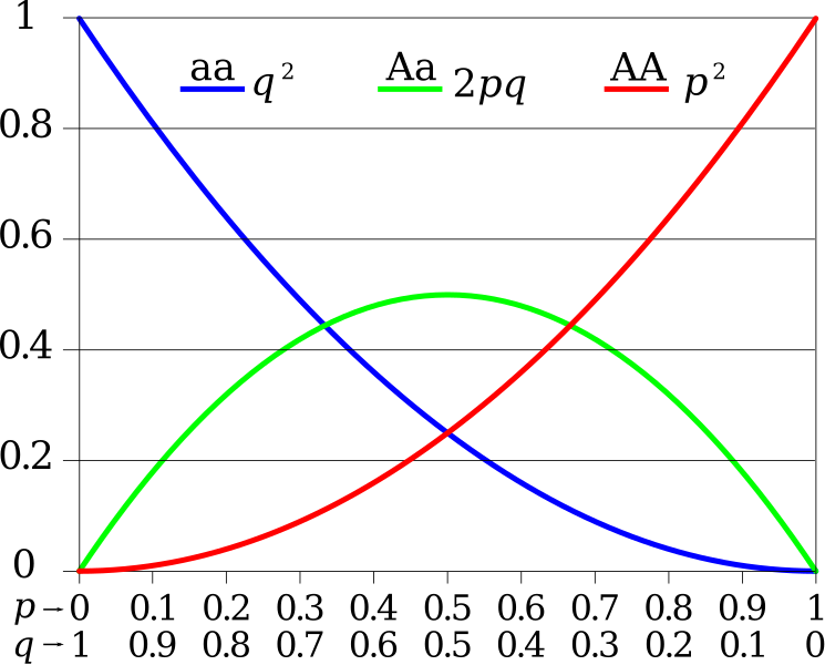 File:Hardy-Weinberg.svg