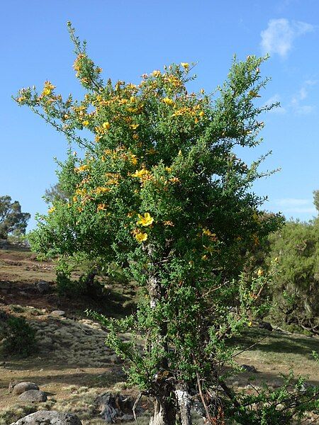 File:Hypericum revolutum.jpg