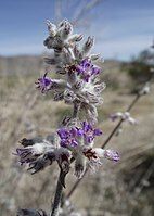 Hyptis emoryi in Anza Borrego Desert State Park