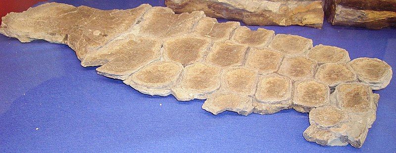 File:Ichthyosaur flipper.JPG