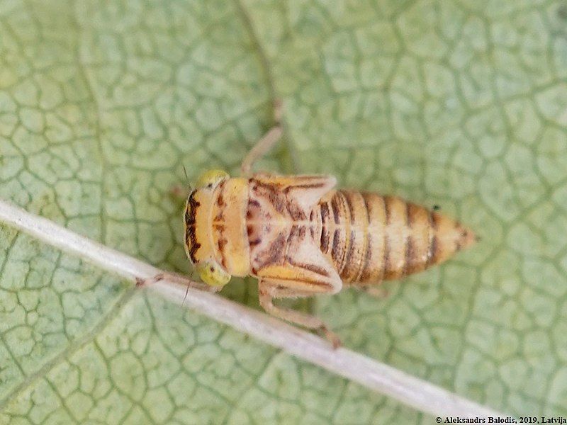 File:Idiocerus stigmaticalis 03.JPG