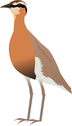 File:Indian Courser.svg