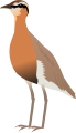 Indian Courser