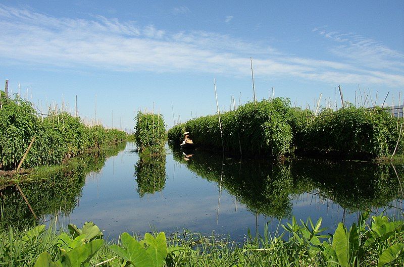 File:Inle Lake,Floating Garden.JPG