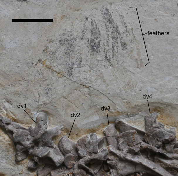 File:Jianchangosaurus feathers.png