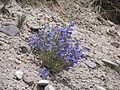 Blooming plant in early July