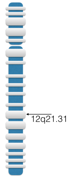 File:LRRIQ1 Chromosomal location.png