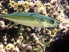 Atlantic chub mackerel swimming