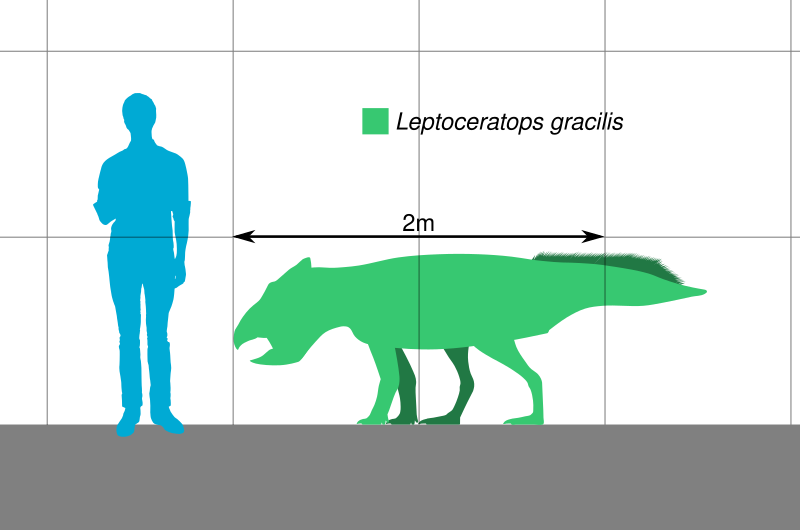 File:Leptoceratops Scale.svg