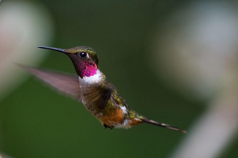 File:Magenta-Throated Hummingbird 002.jpg