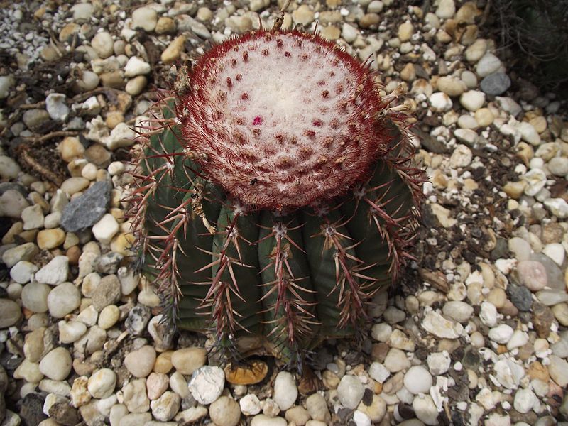 File:Melocactus conoideus.jpg