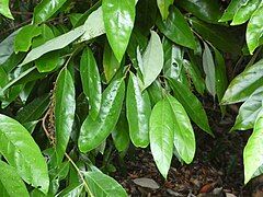 Foliage