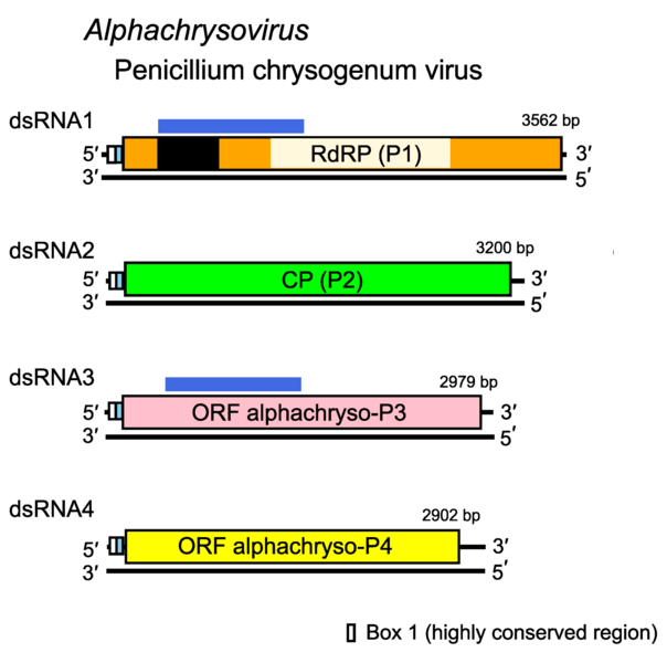 File:ODR.Chryso.Fig2.v6.L.png