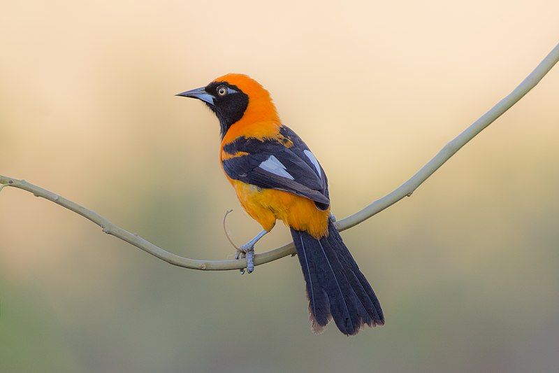 File:Orange-backed troupial.jpg