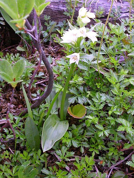 File:Orchis fauriei.jpg