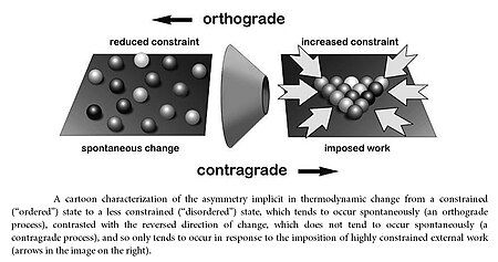 A cartoon characterization of the asymmetry implicit in thermodynamic change from a constrained ("ordered") state to a less constrained ("disordered") state, which tends to occur spontaneously (an orthograde process), contrasted with the reversed direction of change, which does not tend to occur spontaneously (a contragrade process), and so only tends to occur in response to the imposition of highly constrained external work (arrows in the image on the right).