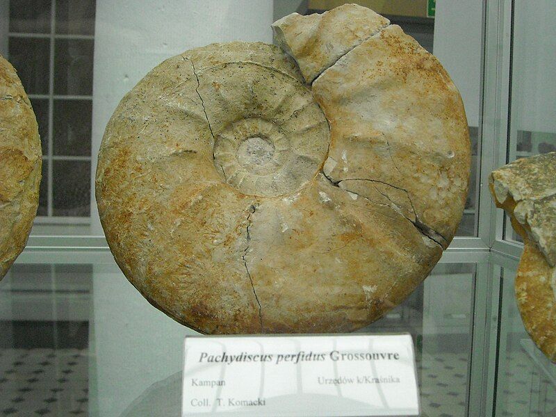 File:Pachydiscus perfidus.jpg