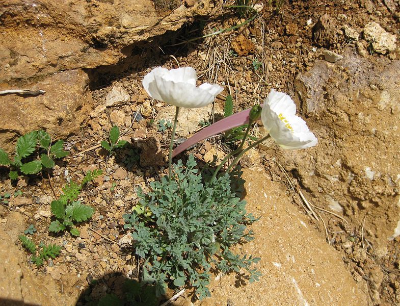 File:Papaver sendtneri 01.jpg