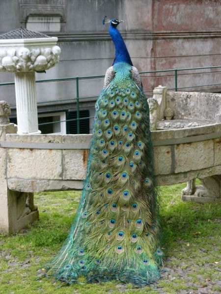 File:Pavo cristatus ag.jpg