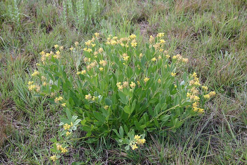 File:Pearsonia cajanifolia00.jpg