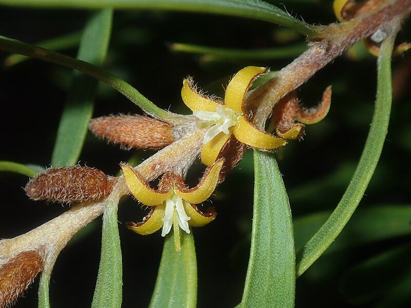 File:Persoonia rufiflora.jpg