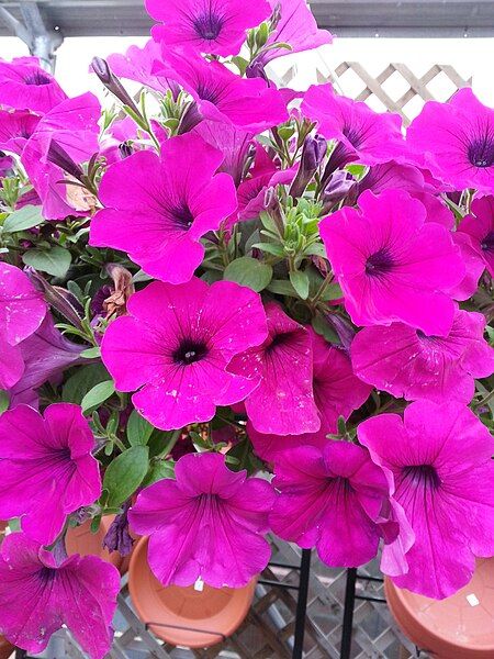 File:Petunia x hybrida05RA.jpg