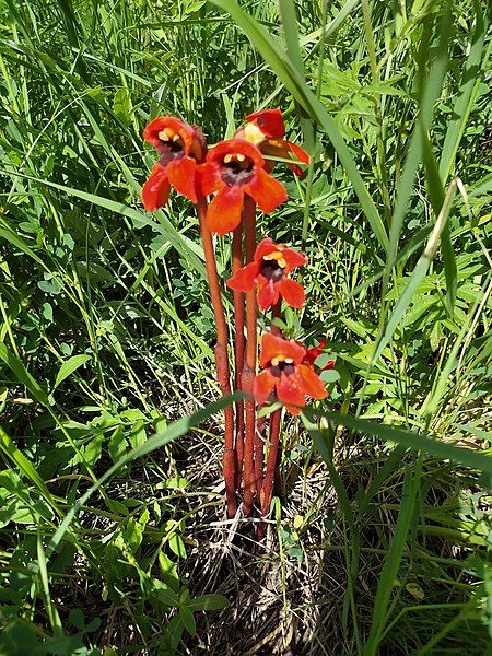 File:Phelypaea coccinea 133606510.jpg