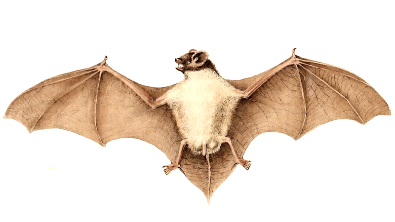 File:Pipistrellus rueppellii.png