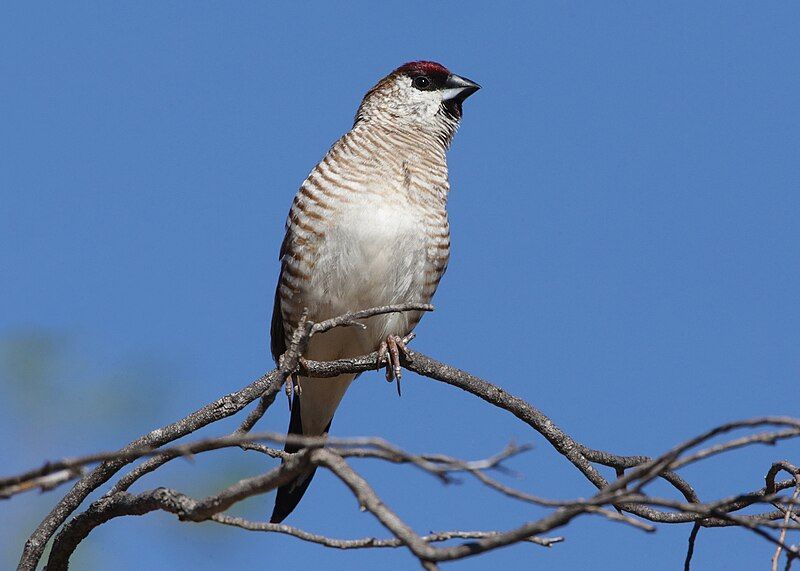 File:Plum-headed Finch-Neochmia modesta.jpg