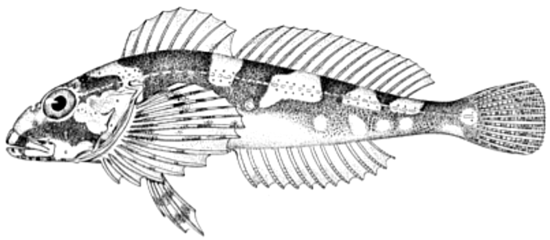 File:Porocottus mednius.png