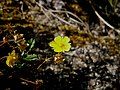 Potentilla pusilla