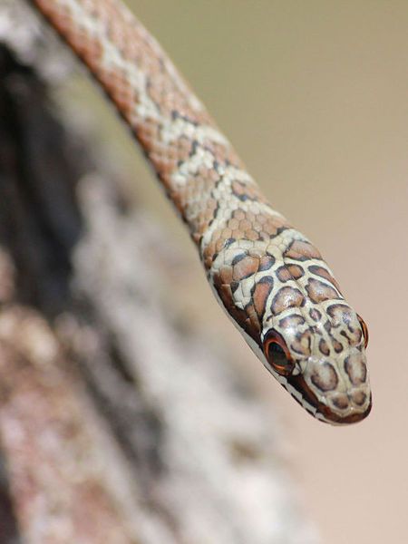 File:Psammophis subtaeniatus3.jpg