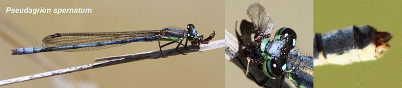 File:Pseudagrion spernatum male.jpg