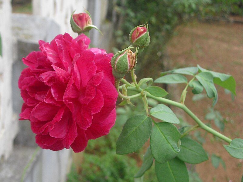 File:Rose flower01.JPG