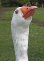 The beak of a domestic goose