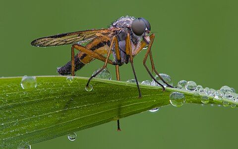 Rhagio scolopaceus at Rhagionidae, by Richard Bartz