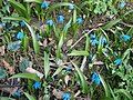 Scilla siberica clump